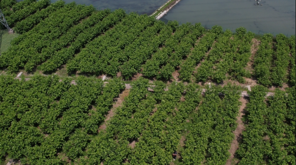 凯狮优配 大丰收！余杭这口酸甜美味，迎来最佳采摘期！有人从上海、萧山开车过来......